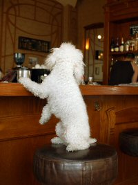 dog_at_the_bar.jpg